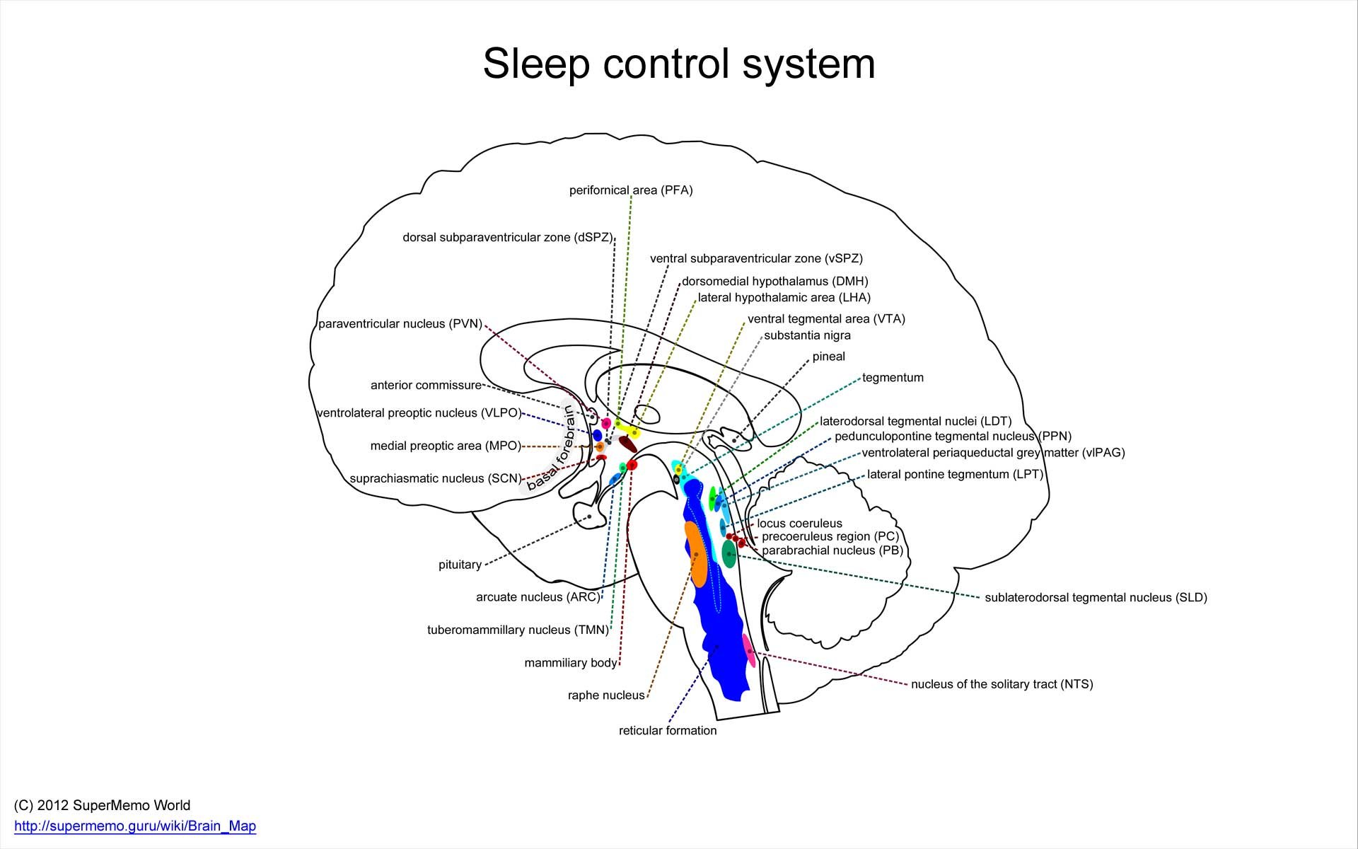 Sleep control system